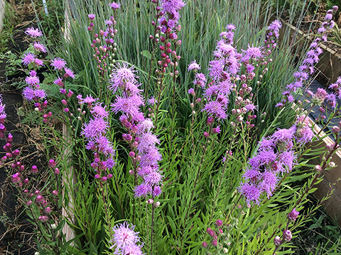 Liatris aspera